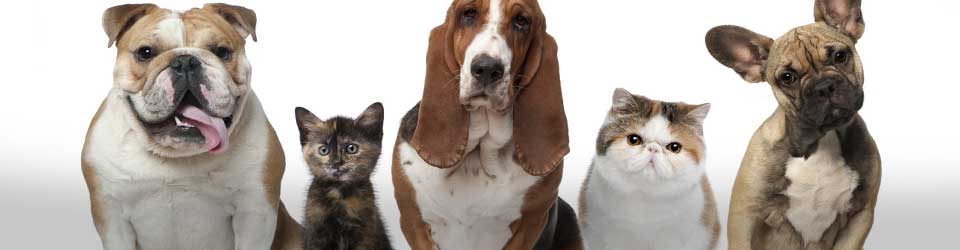 szczęśliwe psy i koty